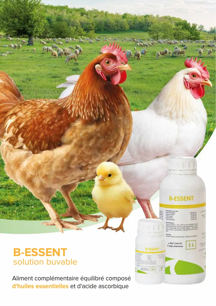 B-ESSENT