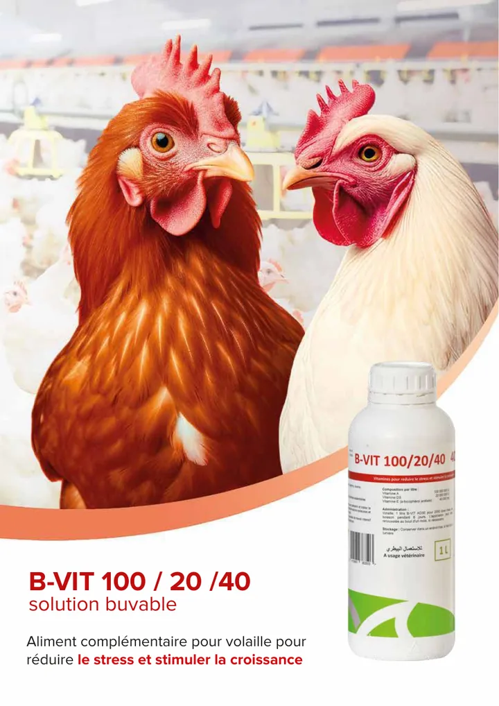 B-VIT 100 / 20 / 40